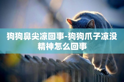 狗狗鼻尖涼回事-狗狗爪子涼沒精神怎么回事