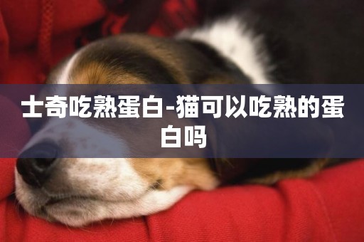 士奇吃熟蛋白-貓可以吃熟的蛋白嗎