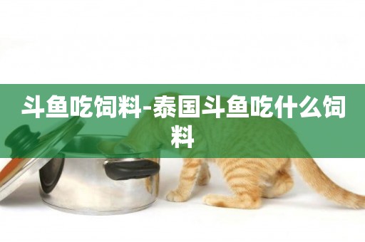 斗魚吃飼料-泰國斗魚吃什么飼料