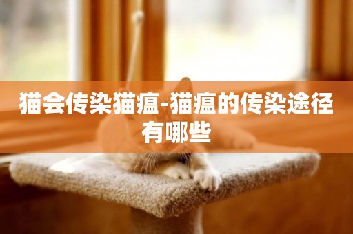 貓會傳染貓瘟-貓瘟的傳染途徑有哪些