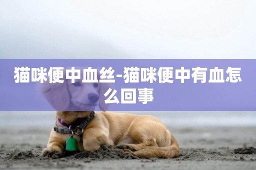 貓咪便中血絲-貓咪便中有血怎么回事