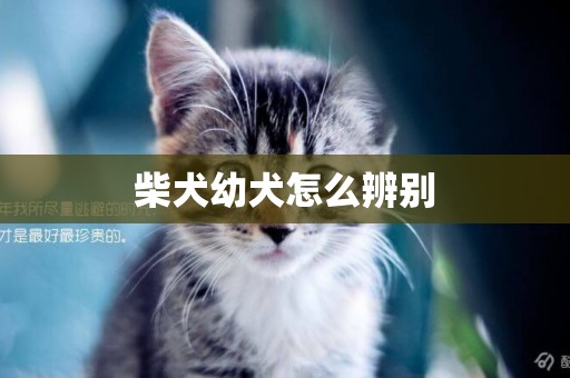 柴犬幼犬怎么辨別