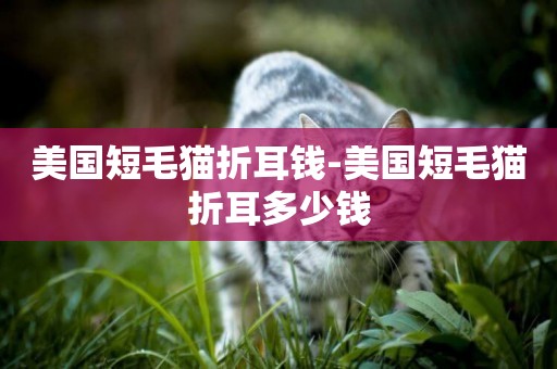 美國短毛貓折耳錢-美國短毛貓折耳多少錢