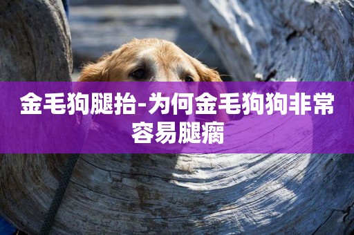 金毛狗腿抬-為何金毛狗狗非常容易腿瘸