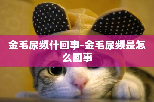 金毛尿頻什回事-金毛尿頻是怎么回事