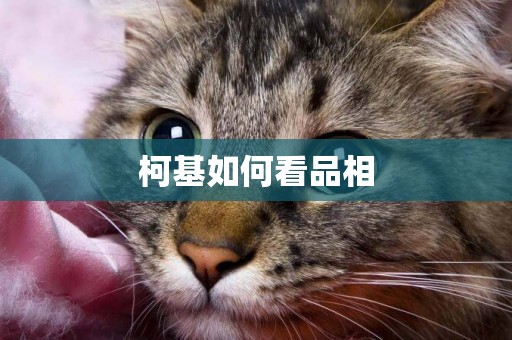 柯基如何看品相