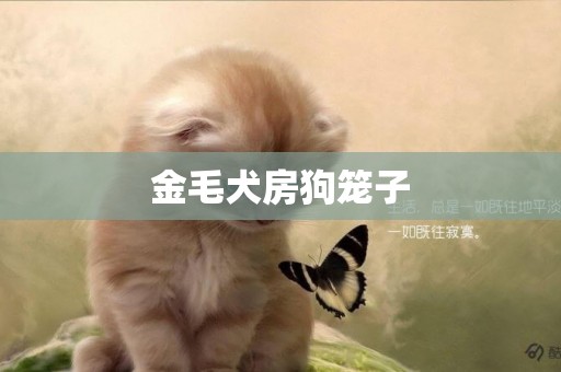 金毛犬房狗籠子