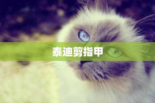 泰迪剪指甲