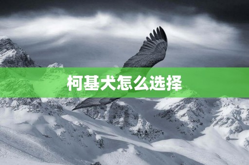 柯基犬怎么選擇
