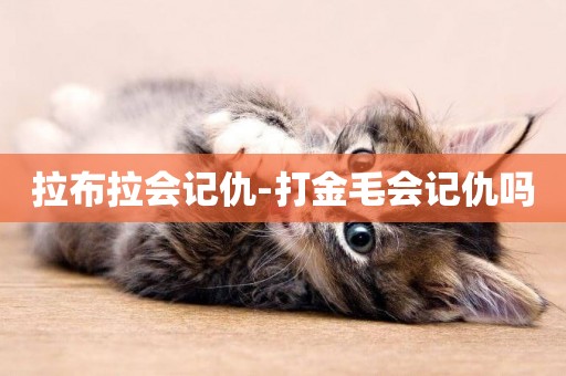 拉布拉會記仇-打金毛會記仇嗎