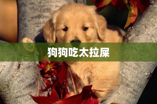 狗狗吃太拉屎