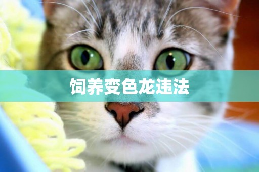 飼養變色龍違法