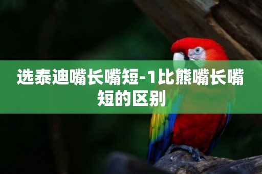 選泰迪嘴長嘴短-1比熊嘴長嘴短的區別