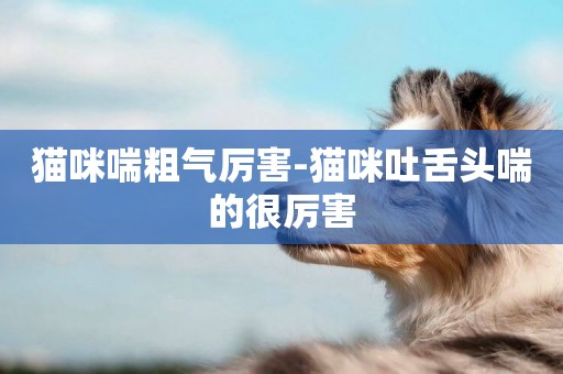 貓咪喘粗氣厲害-貓咪吐舌頭喘的很厲害