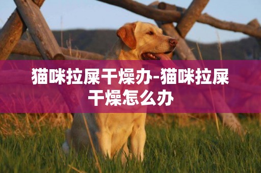 貓咪拉屎干燥辦-貓咪拉屎干燥怎么辦