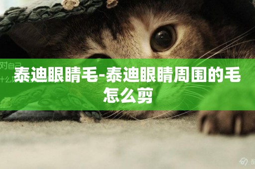 泰迪眼睛毛-泰迪眼睛周圍的毛怎么剪