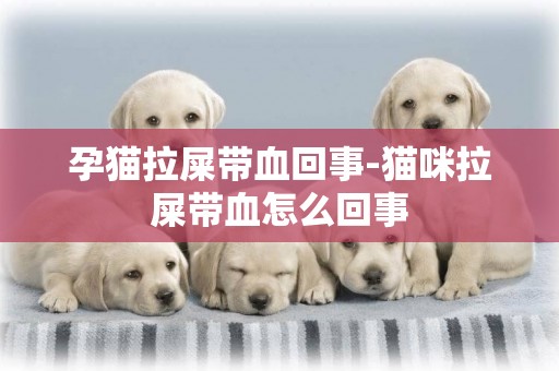 孕貓拉屎帶血回事-貓咪拉屎帶血怎么回事