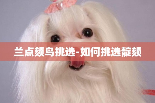 蘭點頦鳥挑選-如何挑選靛頦