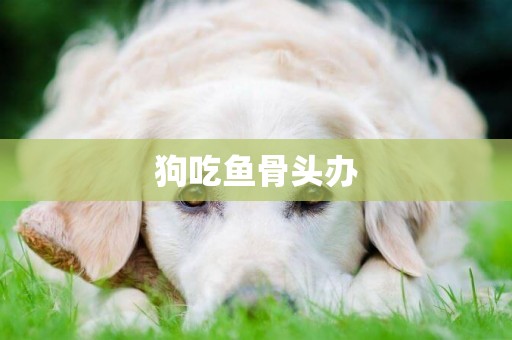 狗吃魚骨頭辦