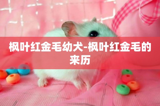 楓葉紅金毛幼犬-楓葉紅金毛的來歷