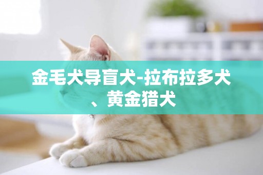 金毛犬導盲犬-拉布拉多犬、黃金獵犬