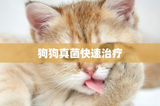 狗狗真菌快速治療