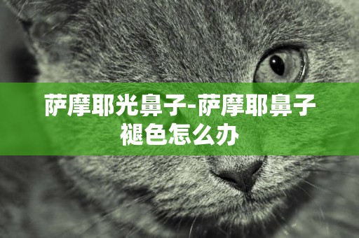 薩摩耶光鼻子-薩摩耶鼻子褪色怎么辦