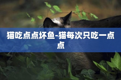 貓吃點點壞魚-貓每次只吃一點點