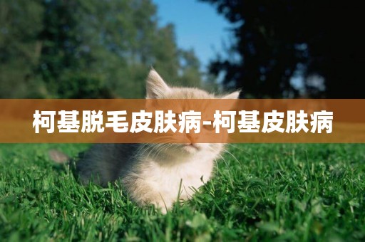 柯基脫毛皮膚病-柯基皮膚病