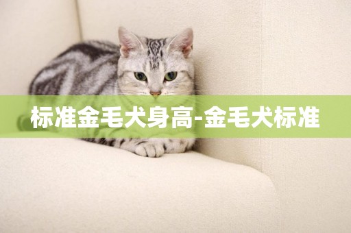 標準金毛犬身高-金毛犬標準