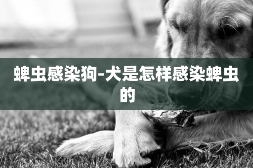 蜱蟲感染狗-犬是怎樣感染蜱蟲的