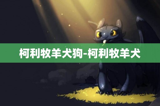 柯利牧羊犬狗-柯利牧羊犬