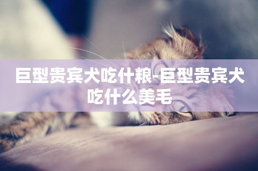 巨型貴賓犬吃什糧-巨型貴賓犬吃什么美毛