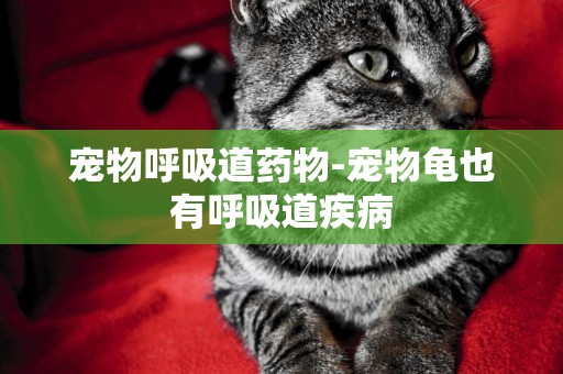 寵物呼吸道藥物-寵物龜也有呼吸道疾病
