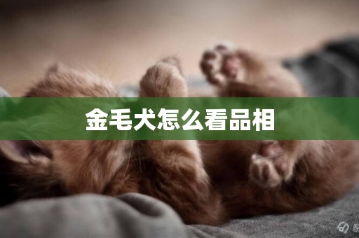 金毛犬怎么看品相