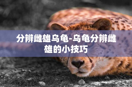 分辨雌雄烏龜-烏龜分辨雌雄的小技巧