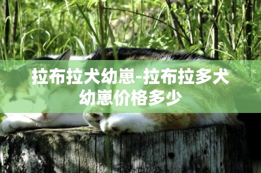 拉布拉犬幼崽-拉布拉多犬幼崽價格多少