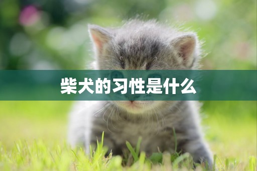 柴犬的習性是什么