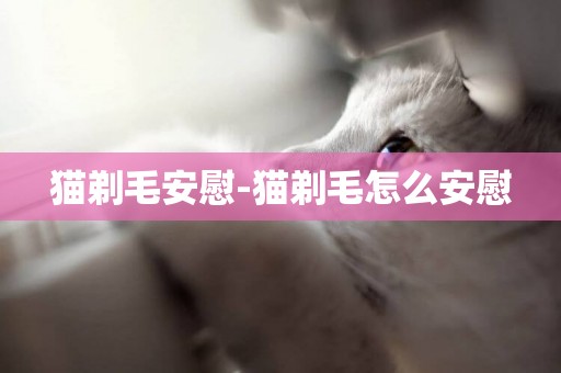 貓剃毛安慰-貓剃毛怎么安慰