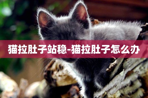 貓拉肚子站穩-貓拉肚子怎么辦