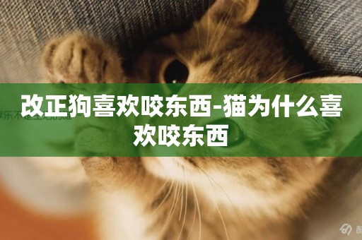 改正狗喜歡咬東西-貓為什么喜歡咬東西