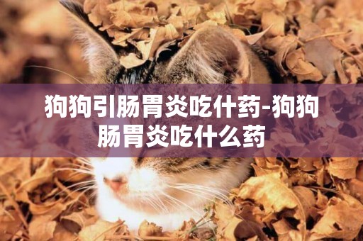狗狗引腸胃炎吃什藥-狗狗腸胃炎吃什么藥