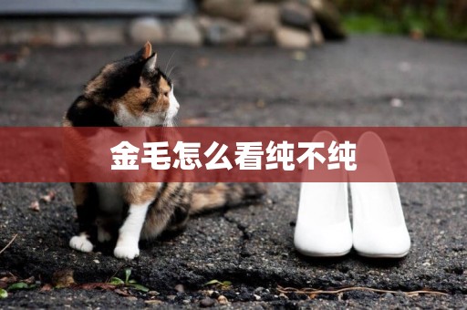 金毛怎么看純不純