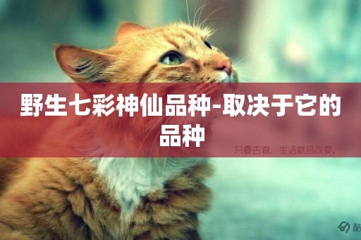 野生七彩神仙品種-取決于它的品種