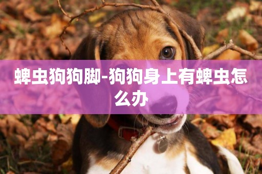 蜱蟲狗狗腳-狗狗身上有蜱蟲怎么辦