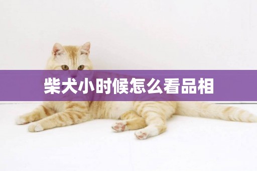 柴犬小時候怎么看品相
