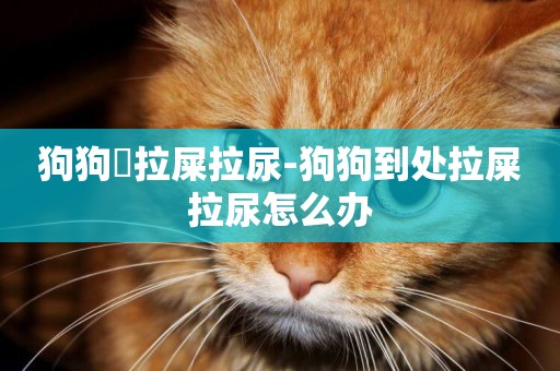 狗狗處拉屎拉尿-狗狗到處拉屎拉尿怎么辦