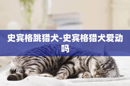 史賓格跳獵犬-史賓格獵犬愛動嗎