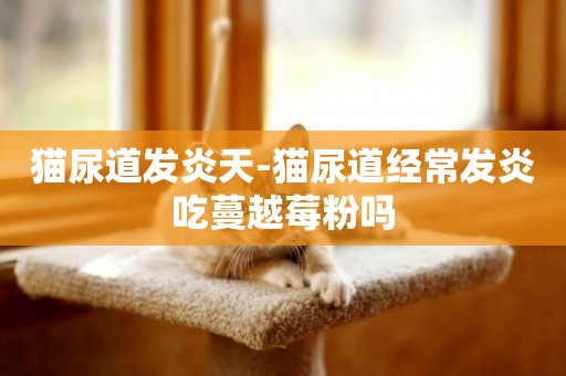 貓尿道發炎天-貓尿道經常發炎吃蔓越莓粉嗎