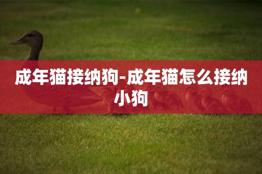 成年貓接納狗-成年貓怎么接納小狗